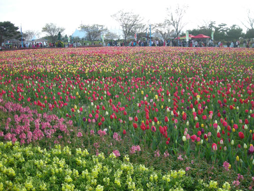 20090508_tulips.jpg